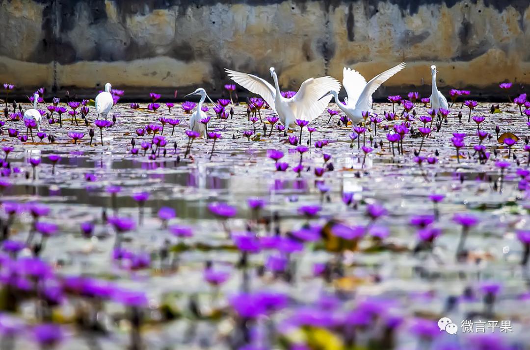 广西平果：开拓进取创新业砥砺前行展宏图