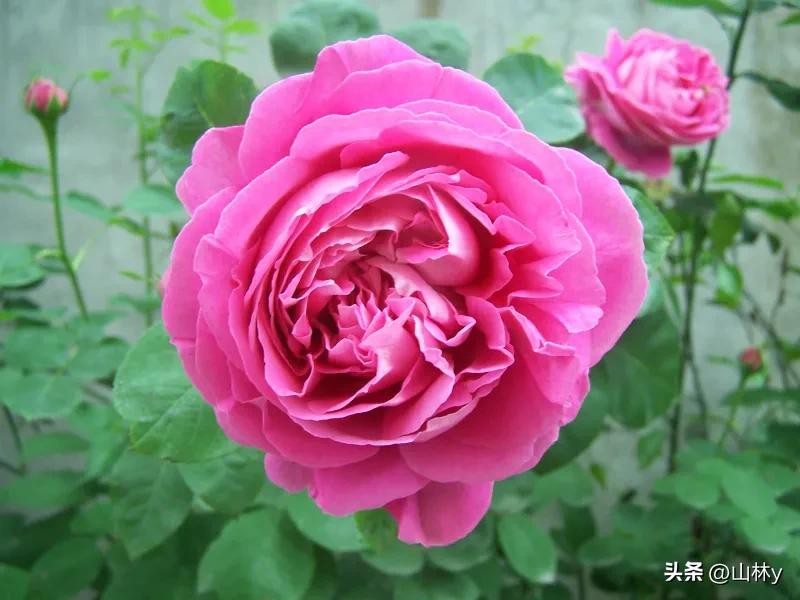 分享玫瑰花的图片,最美的玫瑰花送给最漂亮的你图片