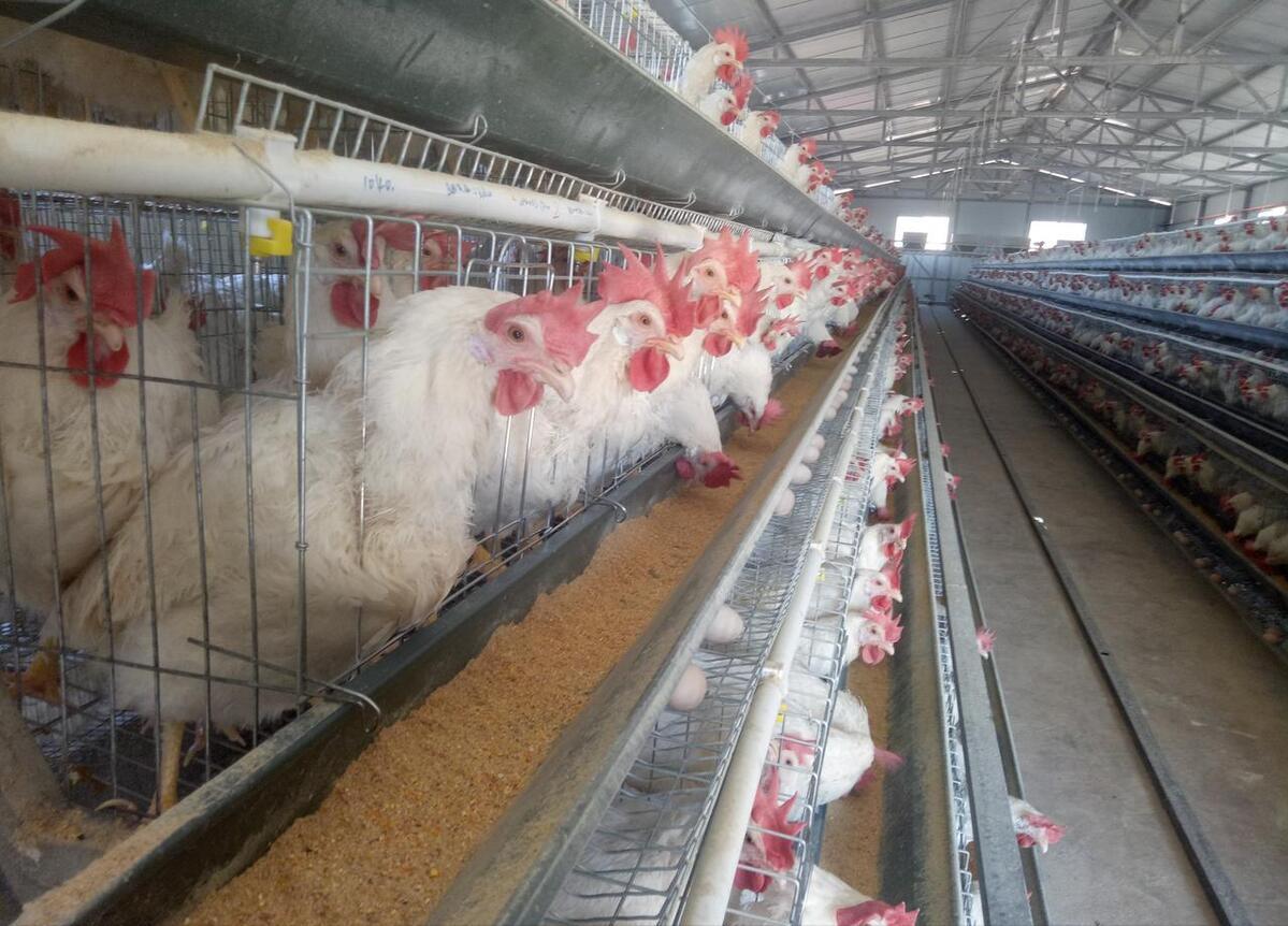 冬季蛋鸡饲养管理需要注意些什么,海兰褐商品代蛋鸡饲养管理手册