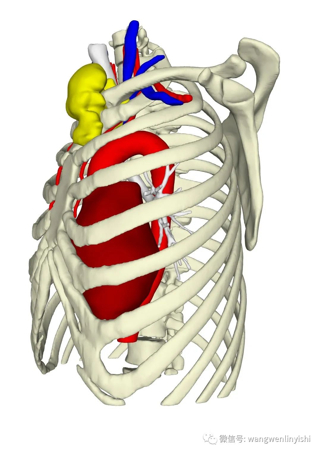 胸壁肿瘤切除重建,胸壁结核脓肿手术