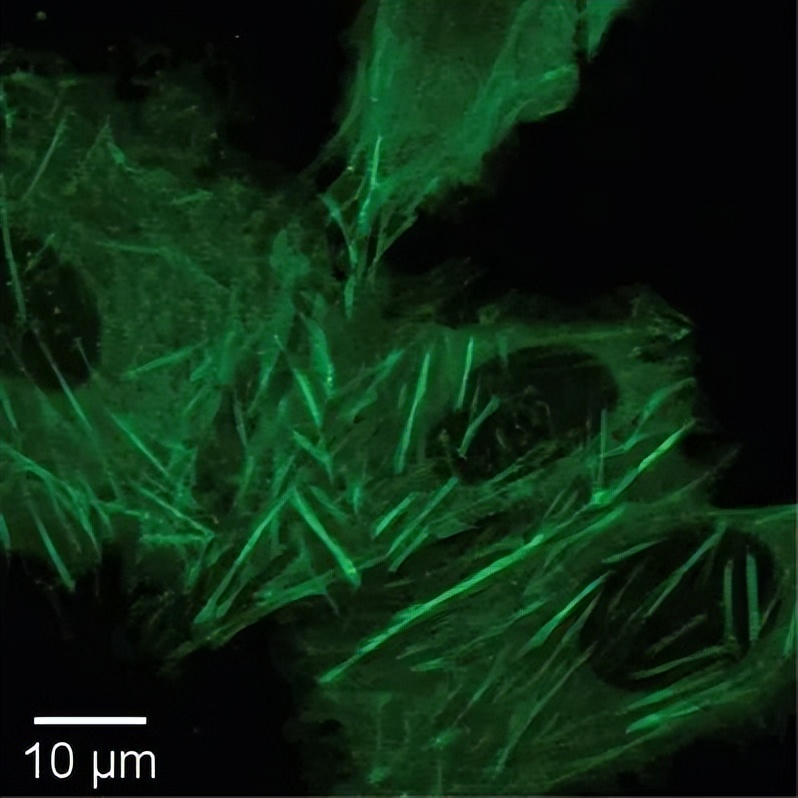 crispr蛋白质定位,crispr蛋白质