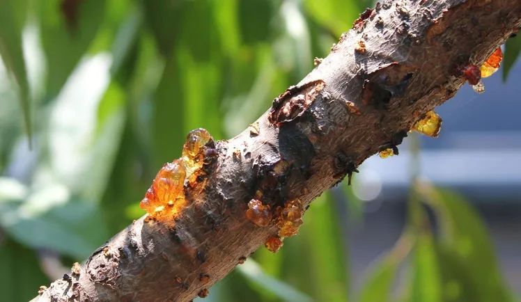 树上刚采摘的桃胶多少钱一斤,农村没人要的好货