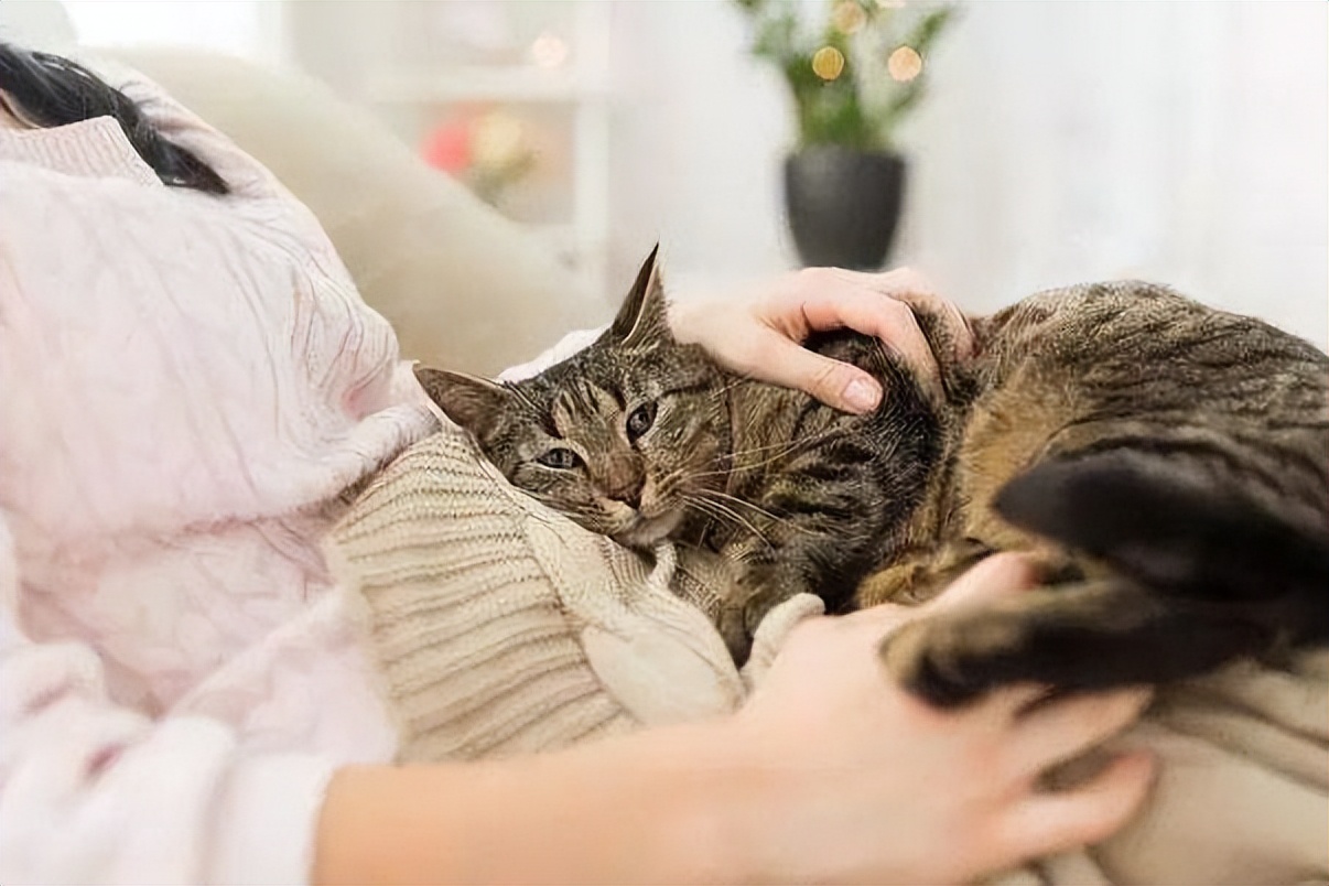 猫什么特征代表养得好,报恩猫是什么样