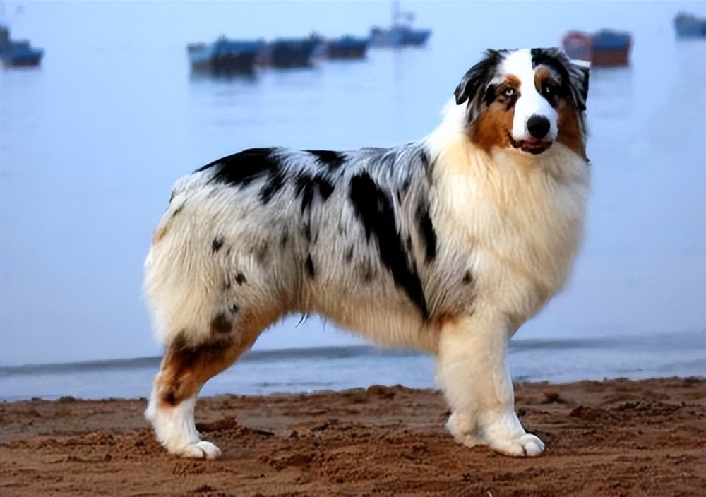 哪种狗子的寿命长,什么行业适合养狗