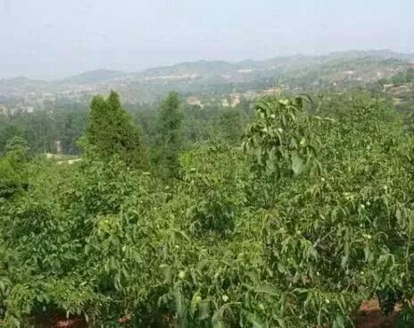 农村的那些光棍后来怎么样了,农村3000万光棍何去何从