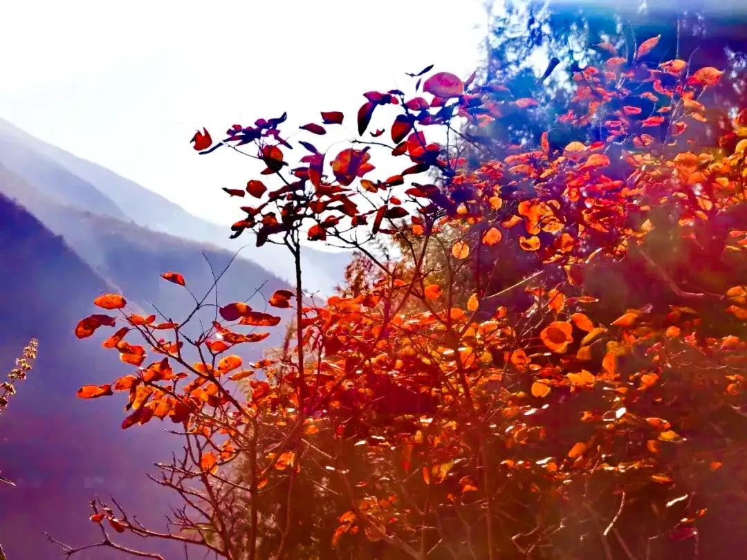 朝辞白帝彩云间中的白帝城指,早发白帝城和朝辞白帝彩云间