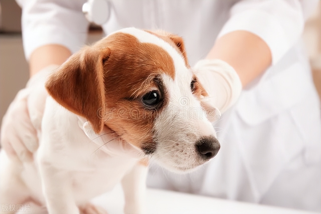 狗狗提示主人得癌症,狗狗肿瘤恶变是什么意思