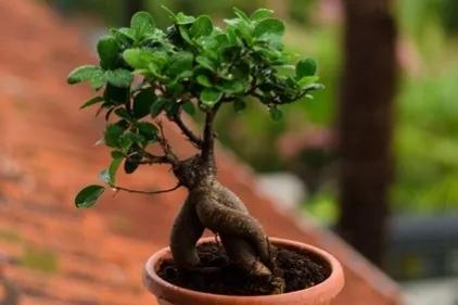 庭院内种三棵树好吗,家门前适合种的三棵树