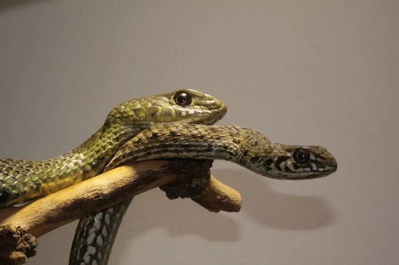 「原来欧洲有这么多种蛇？！」偷师卡塞尔的豢龙大师·下