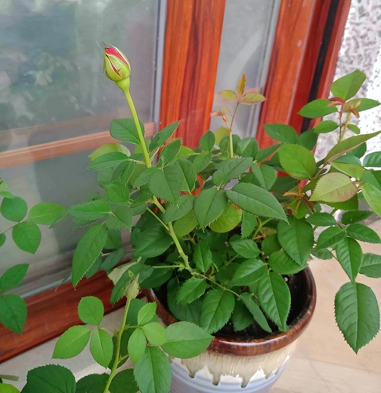 玫瑰老桩叶子掉光了怎么办,玫瑰老桩几天出叶