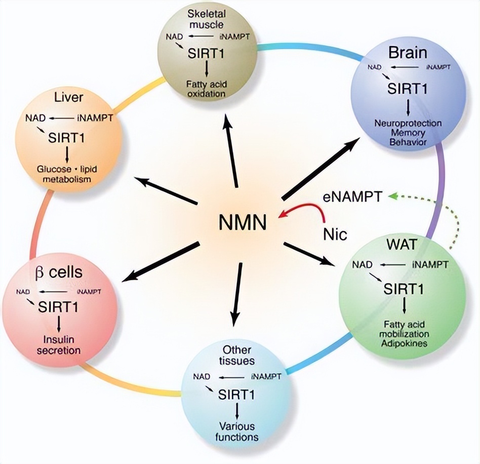 抗衰老的nmn到底是什么,nmn是抗衰老不可少的必需品