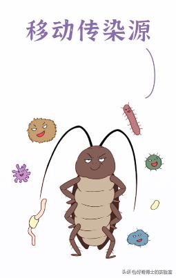 家里踩死的蟑螂，为啥一会儿就自动消失了？