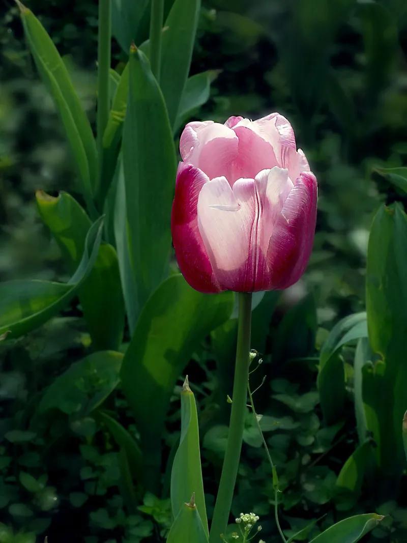 漂亮的郁金香随手一拍都是美景,春天的郁金香花海美得不可方物