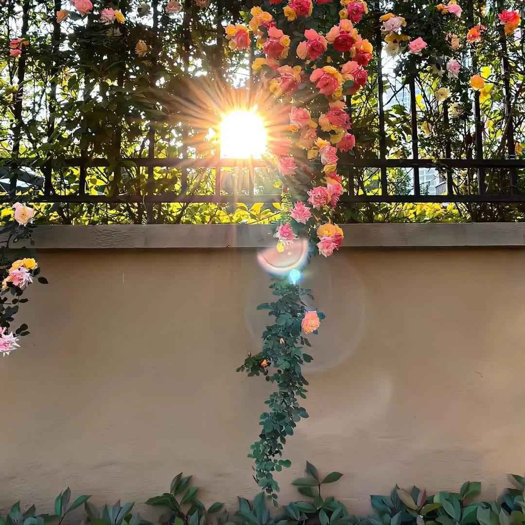 清新花朵朋友圈背景图,清新唯美干净背景图片