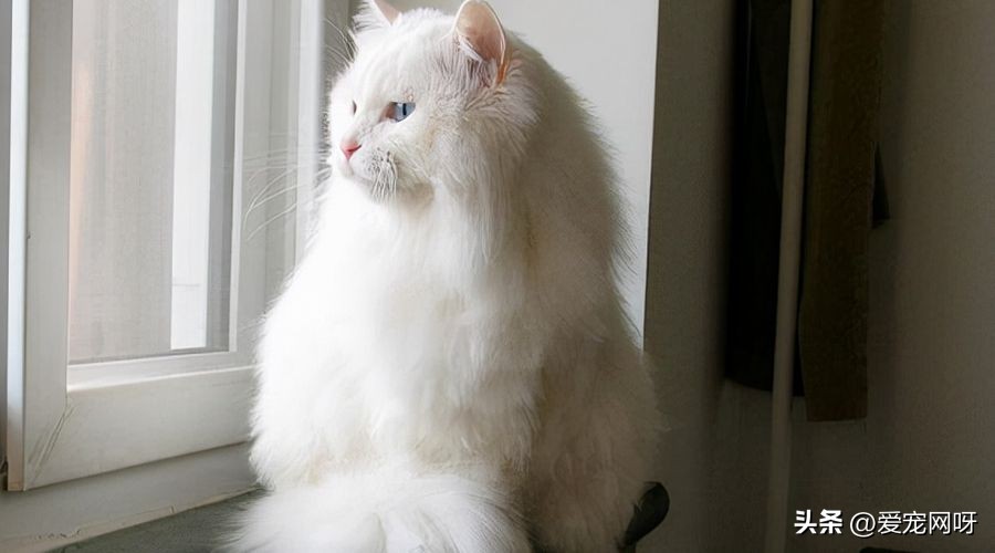 猫咪品种大全及图片,猫咪品种大全视频