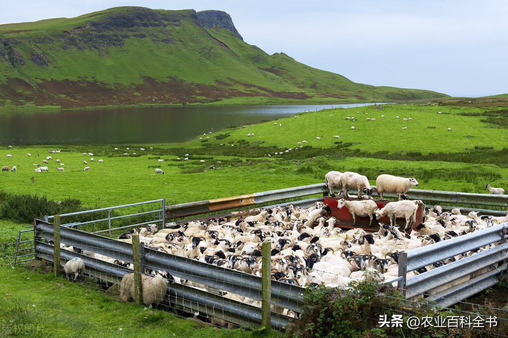 春季养羊应预防哪些疾病,养羊技术和防治疾病书籍