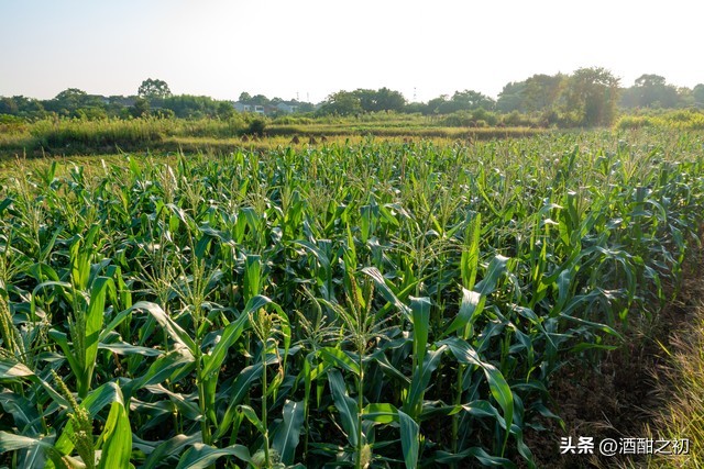 乡村恋爱小说,乡土爱情言情小说