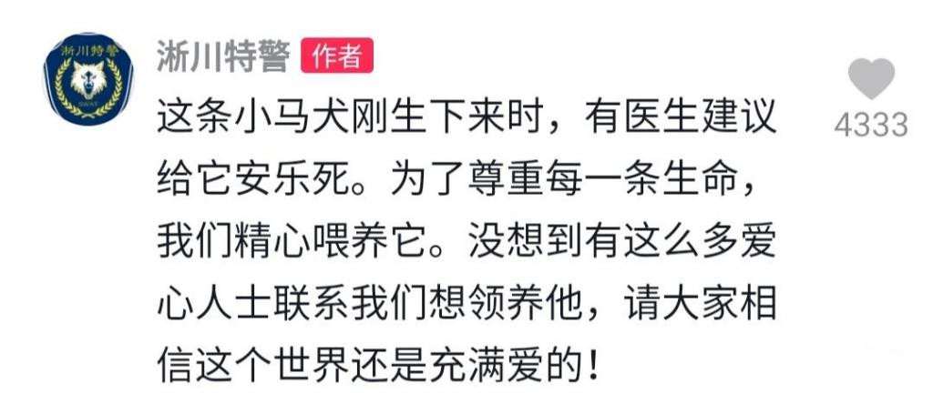 警犬巴顿有多凶猛,帅网红警犬巴顿训练视频