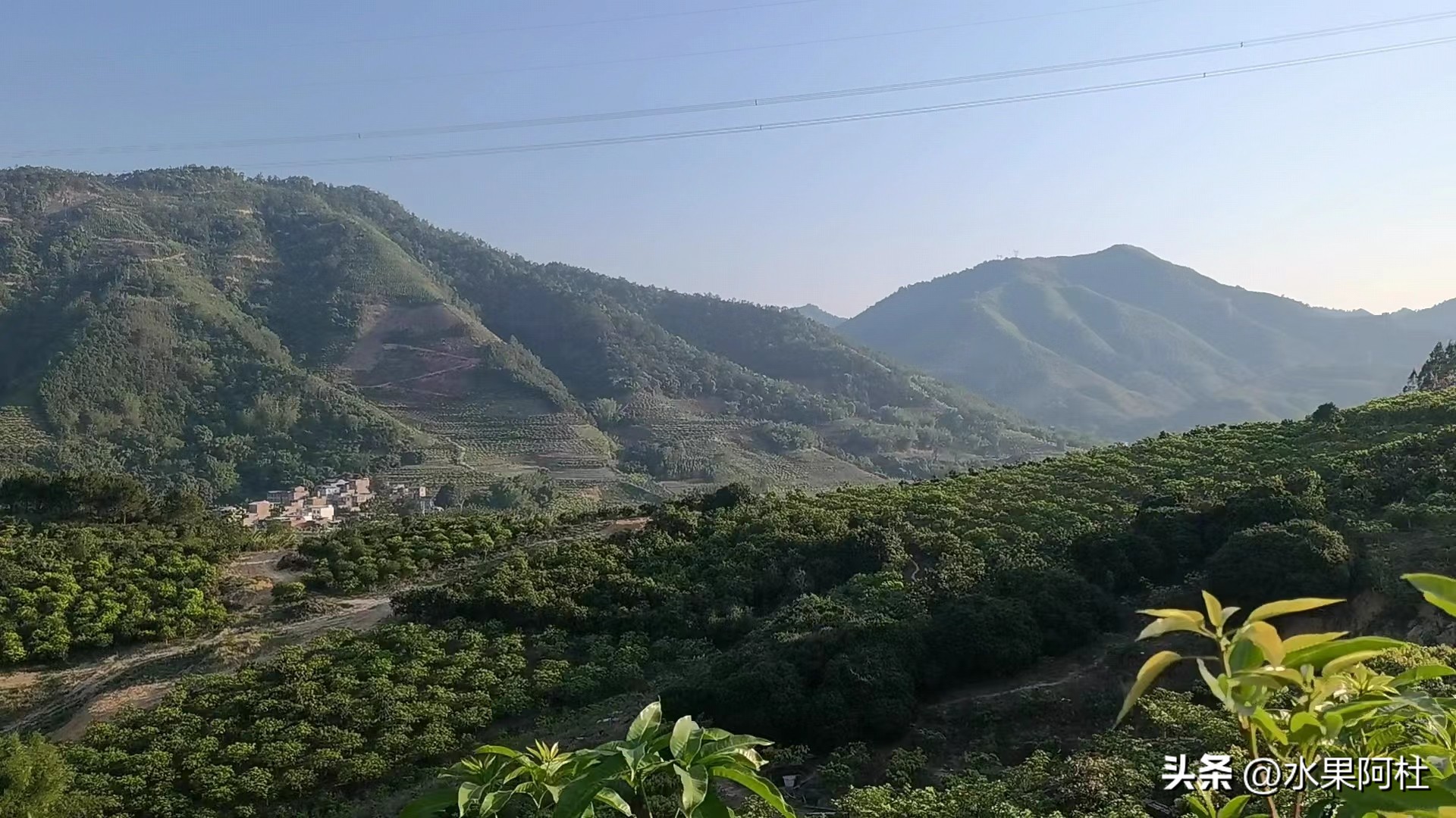 海南金煌芒果和广西大青芒区别,金煌芒凯特芒贵妃芒哪一种最好吃