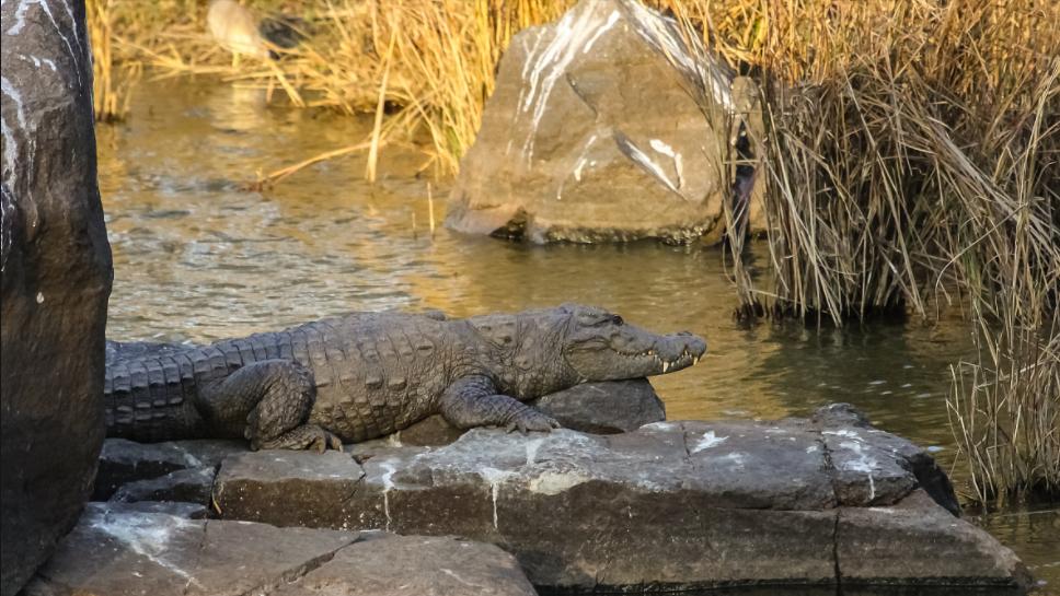 性情凶猛的十大鳄鱼,世界上十大最凶猛的鳄鱼排行榜
