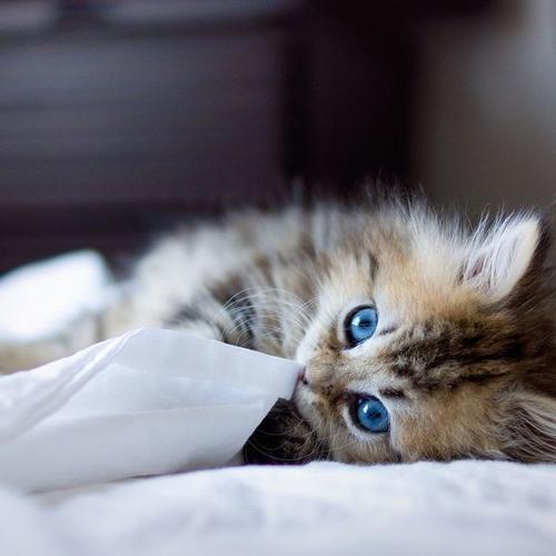 幽默笑话:我认识一个小姐姐,有个男的追她,一直给她送什么香水