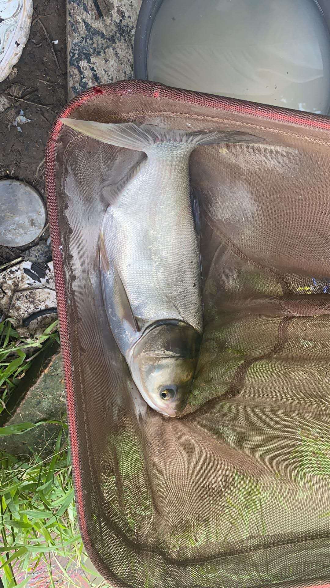 野钓用红虫钓小鱼闹窝怎么办,野钓鲫鱼小鱼闹窝怎么办