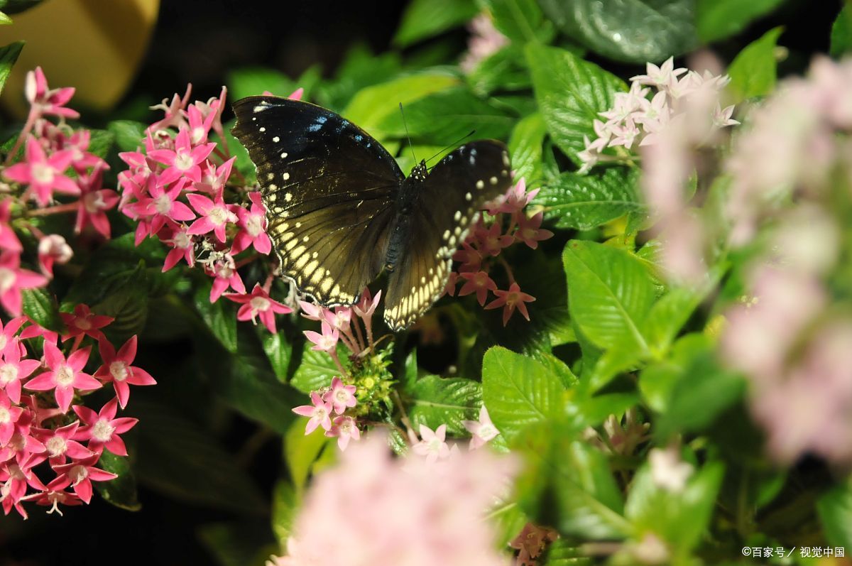 我是怎样走出抑郁症的,我是如何走出抑郁的刘聪