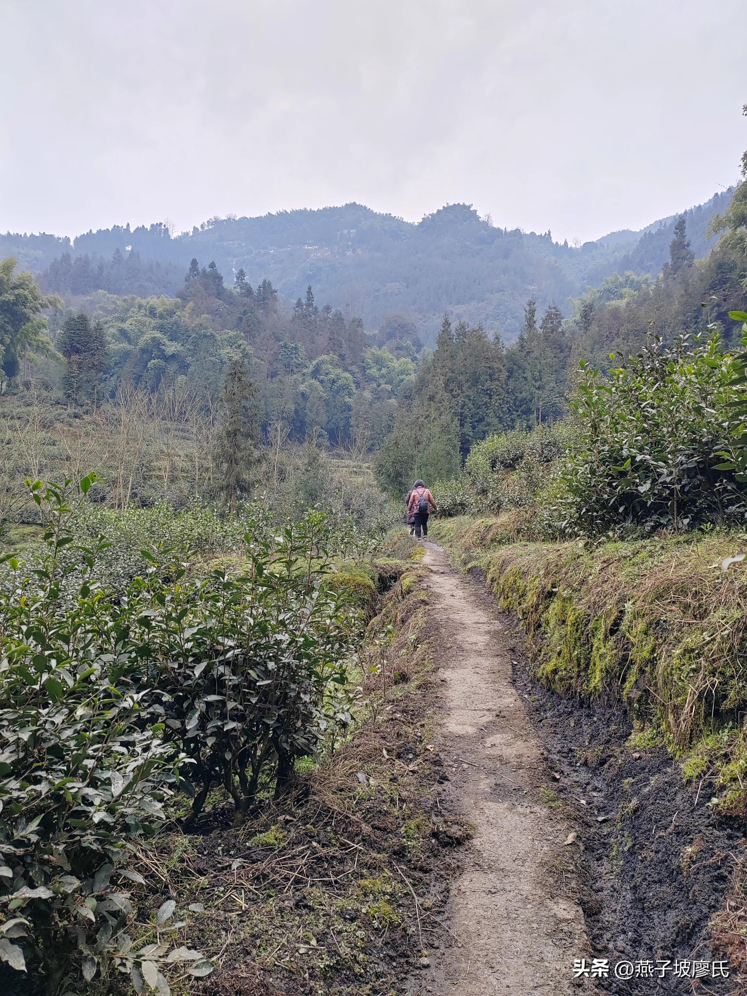 心情舒畅文章,让你心情舒畅的美文