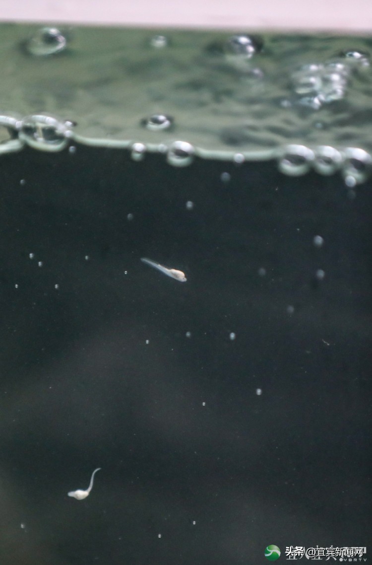 宜宾最近一年的变化图片,宜宾最新图片