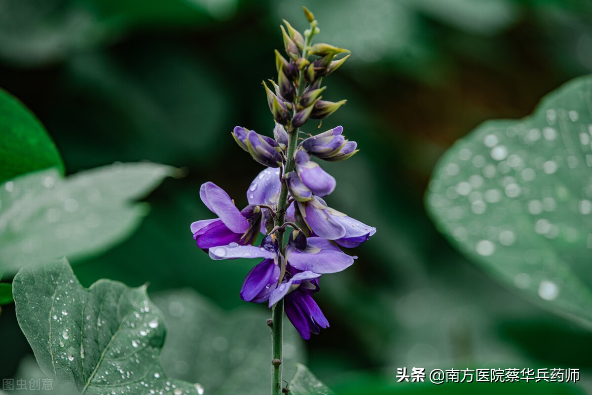 春日吃花,夏日吃瓜!有何道理?春天有哪些花可吃,各有什么作用