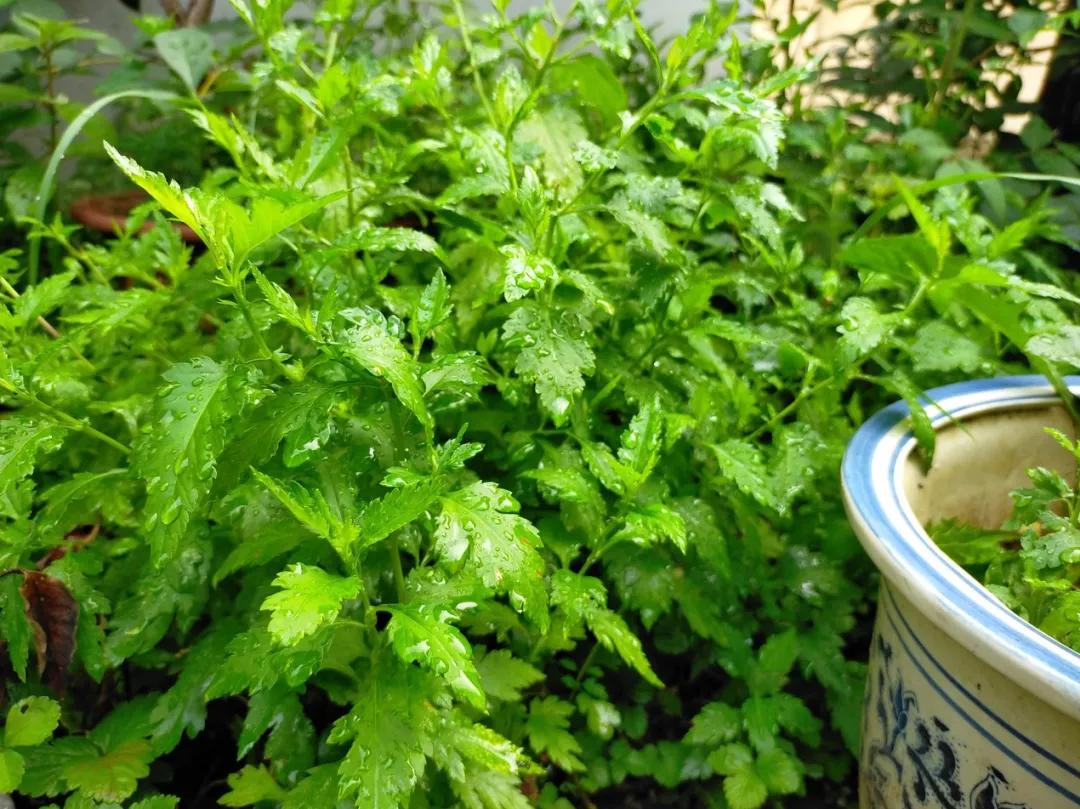 南京菊花脑是啥,南京的菊花脑是几月出来的