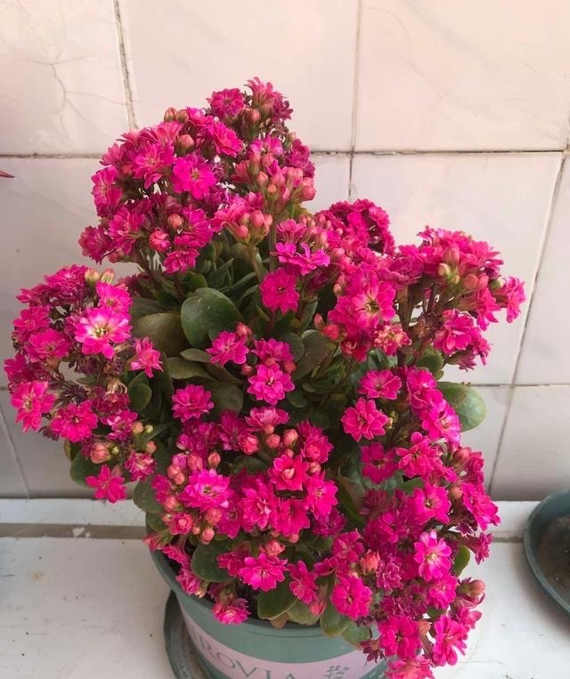 好运又吉利的花,夏季十大喜庆的花