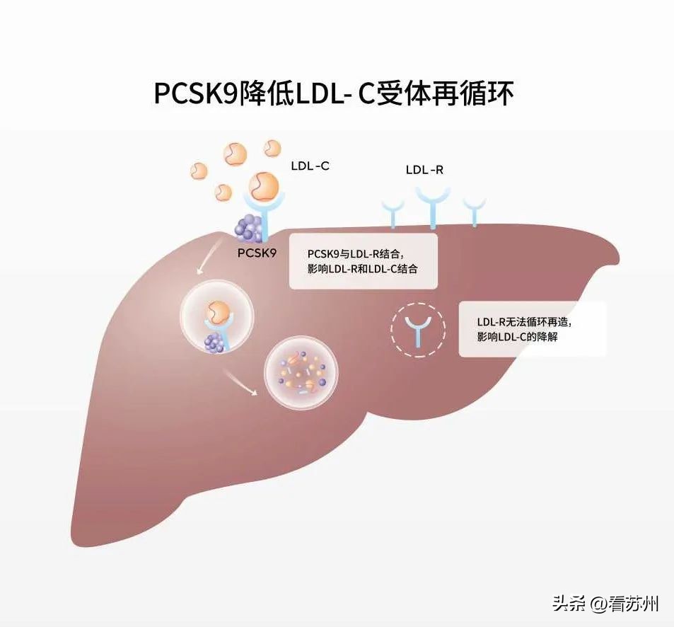 苏州制药厂高血压药,苏州药明康德新药开发