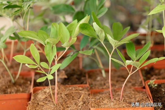 在家养棵发财树寓意着日进斗金,家里养哪些树越老越值钱