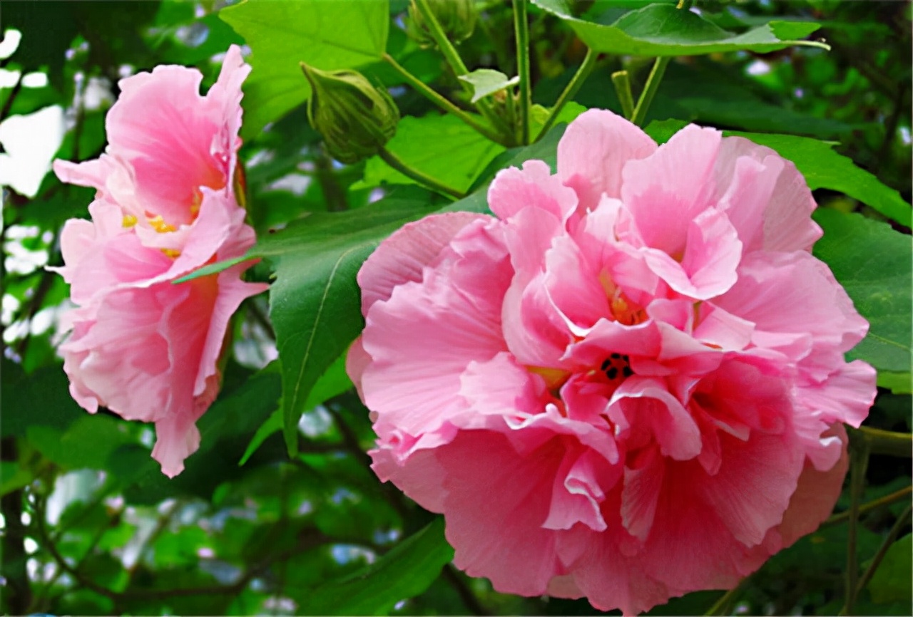 公园路边植物图片,路边的小植物有哪些