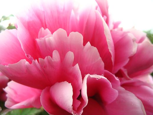 现在中国的国花是什么花,中国的国花应该是什么花呢