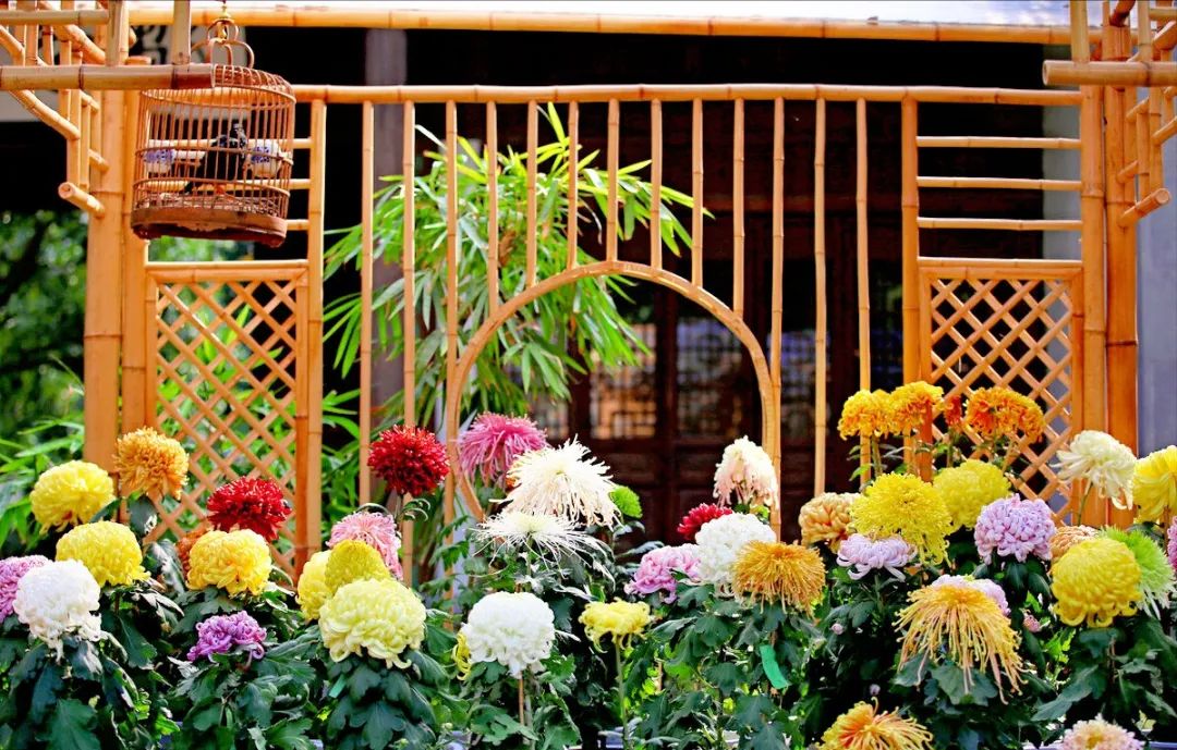 菊花长蚜虫家用小妙招,菊花蚜虫怎么预防