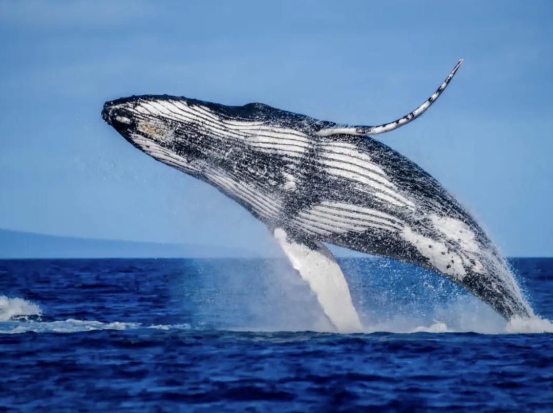 温哥华游轮应该怎么选？皇家荷美迪士尼公主号…一文都给你说清