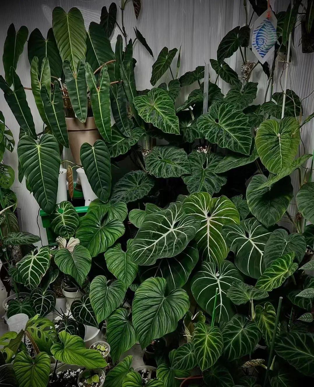 盘点24个常见蔓绿绒品种，叶色靓丽颜值高，总有一款撬动你的心！