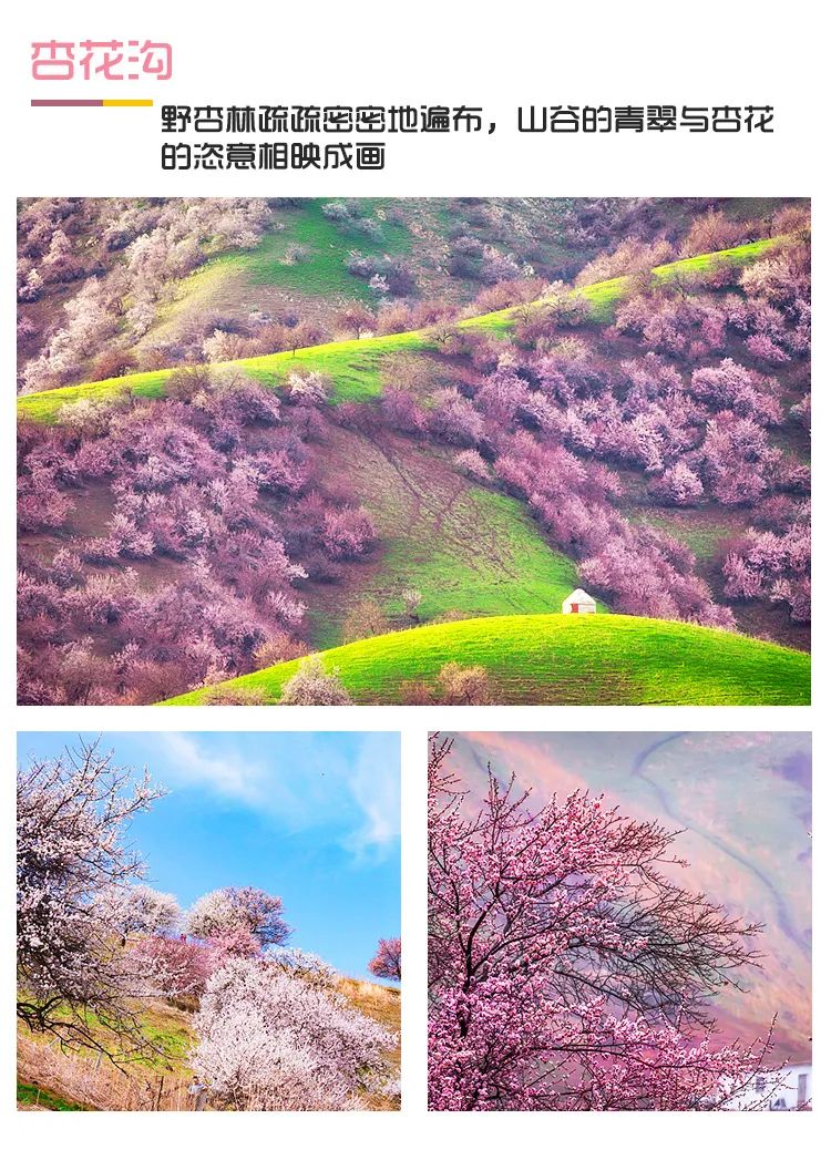 四月新疆伊犁草原,新疆伊犁野杏花最美人间四月天