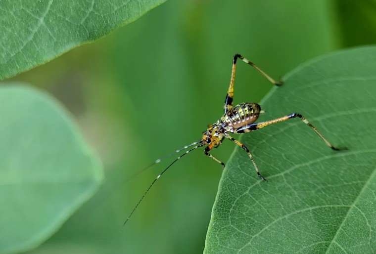 昆虫摄影艺术展,昆虫世界摄影欣赏