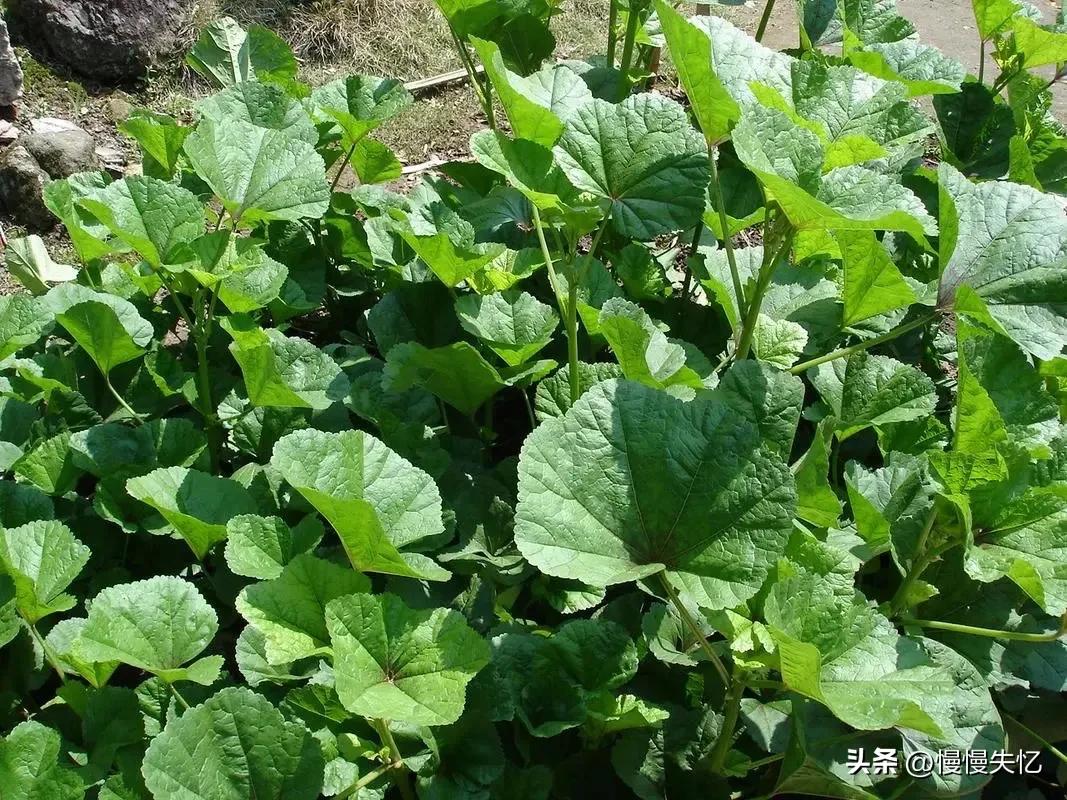 李白意境最美诗,李白五绝诗水平