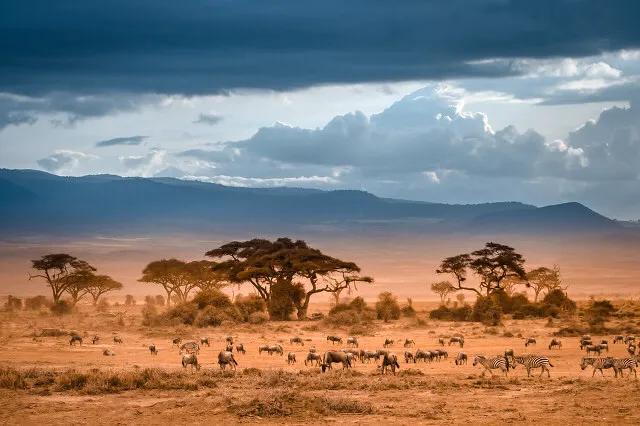 鬣狗和草原羚羊的关系,鬣狗吃草原上的羚羊