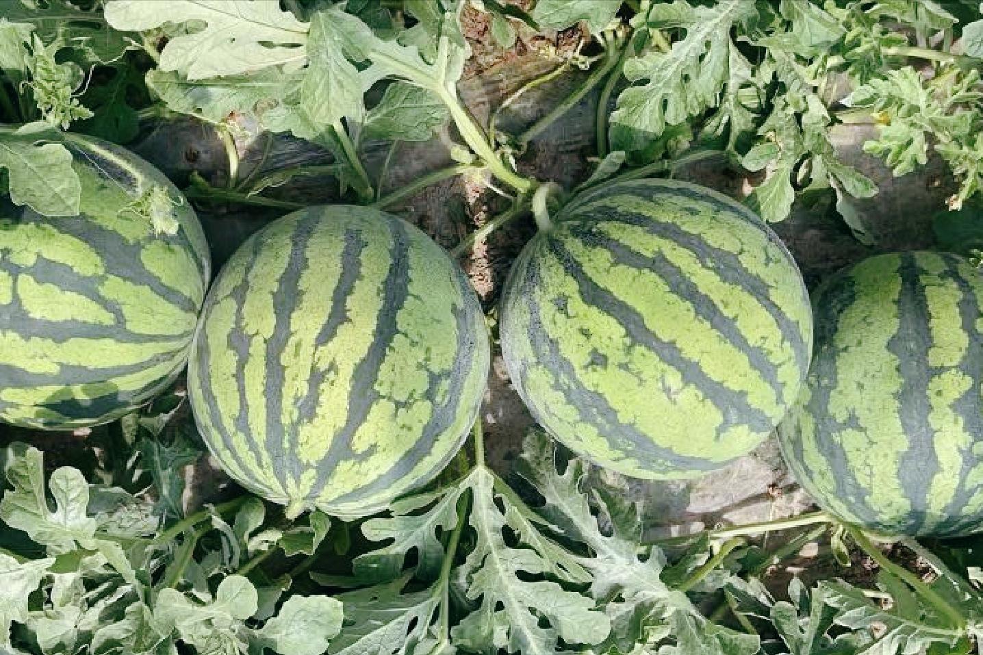 现在的西瓜越来越小,现在哪的西瓜最便宜