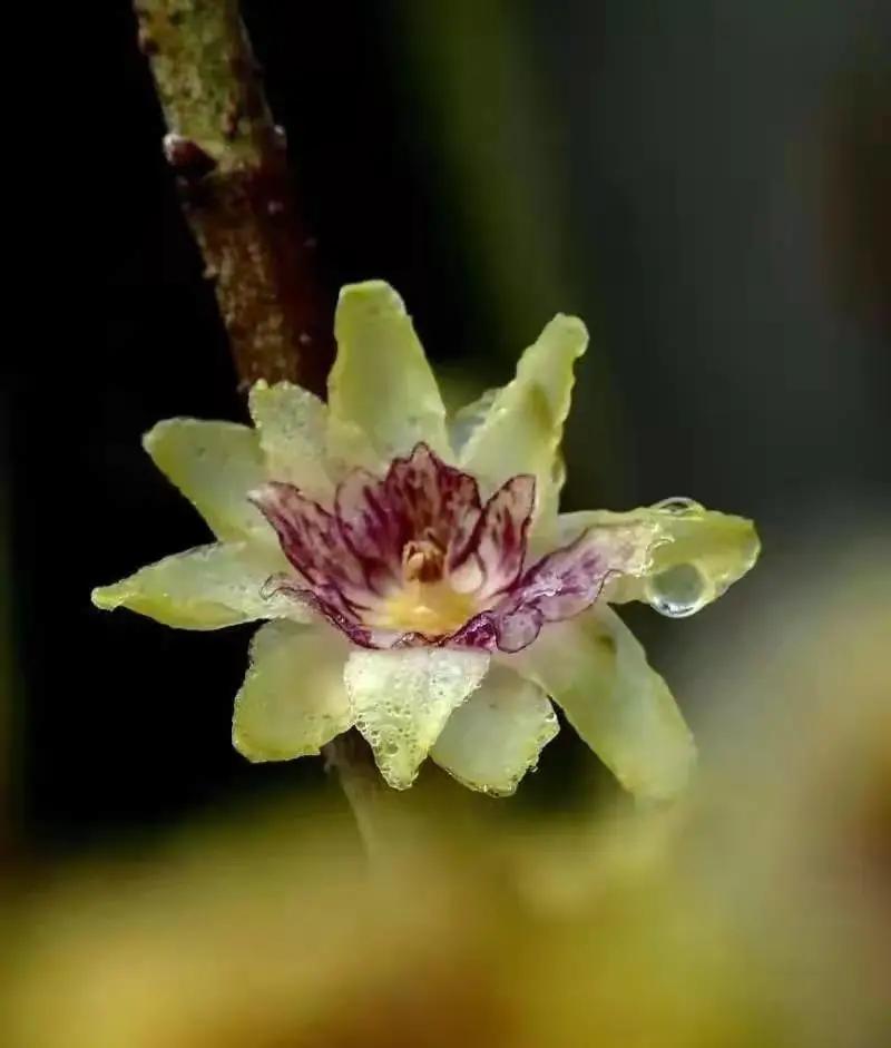 这个季节去哪里玩最合适昆明周边,昆明周边过年旅游推荐