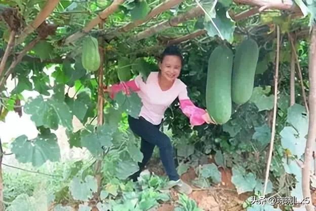 果农如何才能赚钱,果农的年收入