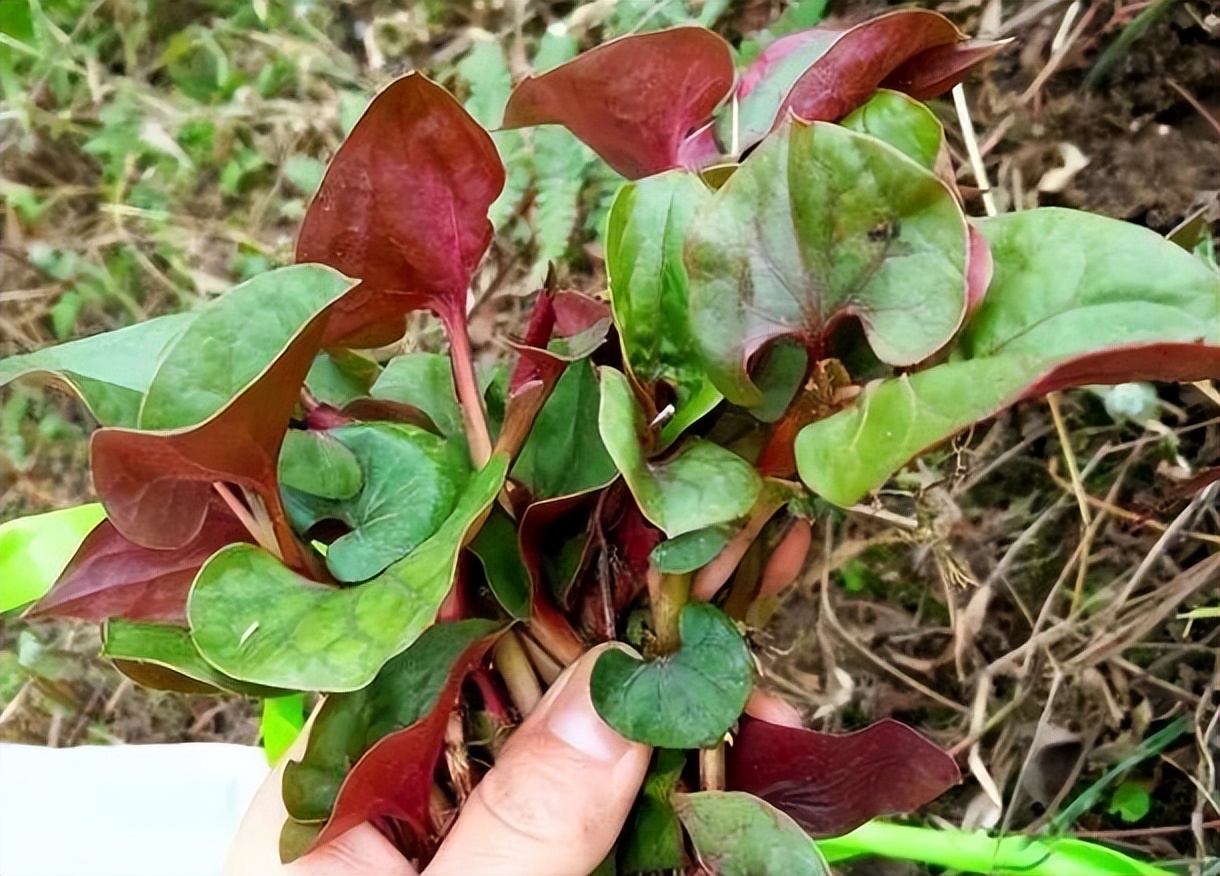 鱼腥草为什么要叫害人草,鱼腥草是害人草还是养生草