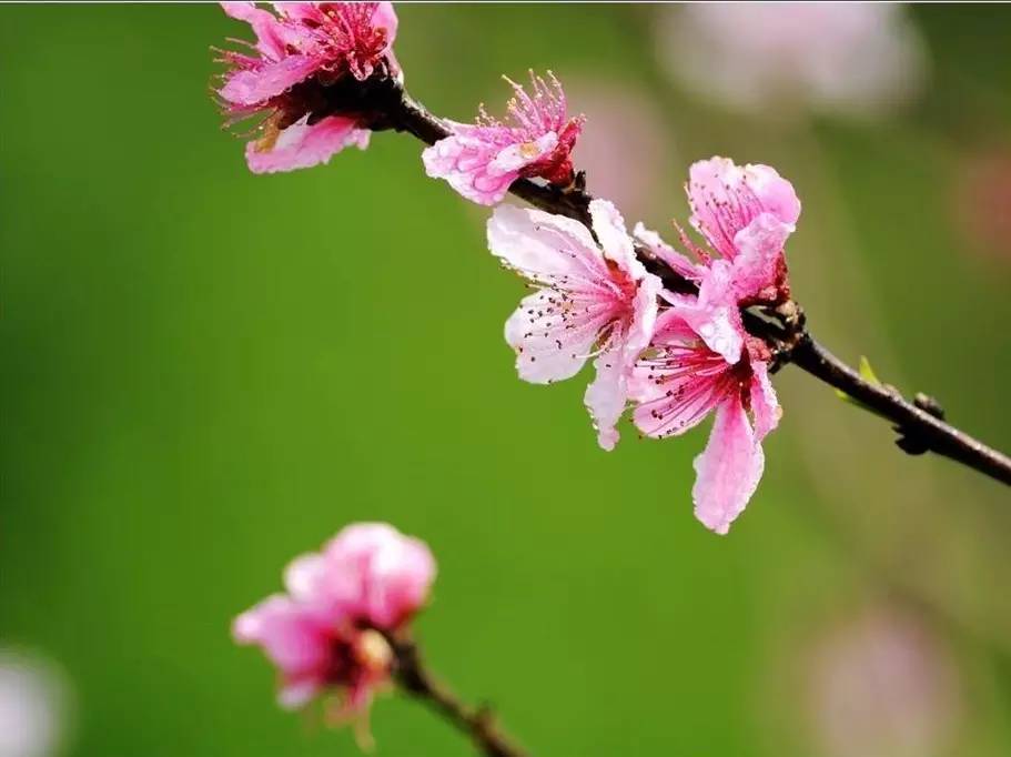 初春的诗词精选,描写初春的诗词佳句