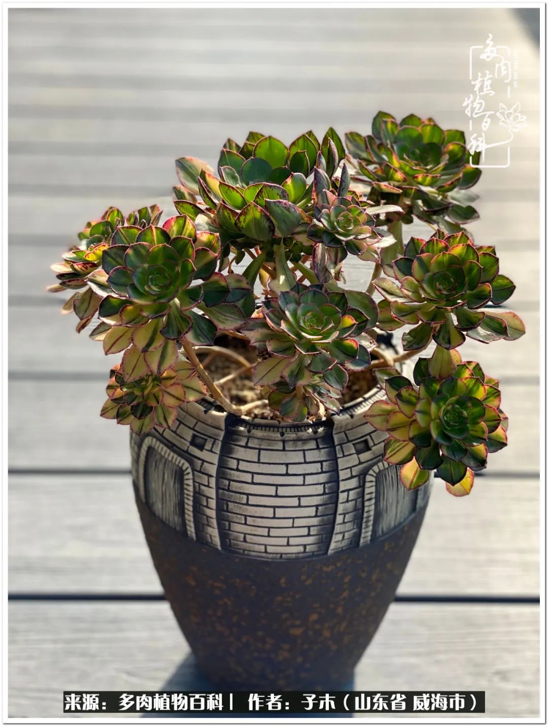 法师多肉成长史,法师多肉新手教程