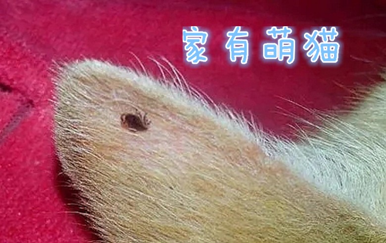 猫咪常见的皮肤病配图和名称,养猫常见病